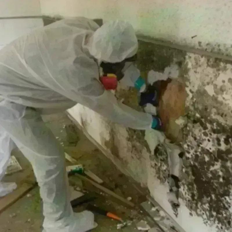 Mold Remediation and Removal in Shepherd, MI